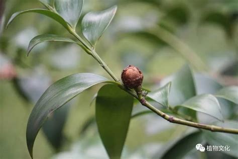 日本竹柏 命格 麒麟